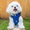 headsortailspup